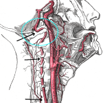 Vertebral_artery