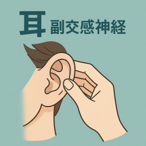耳副交感