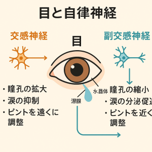 目自律神経